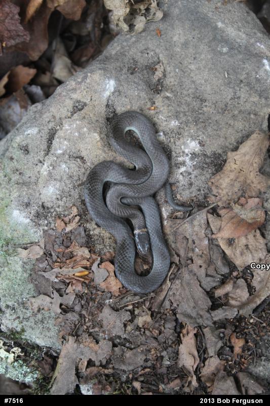Northern Ring-necked Snake