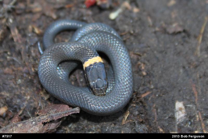 Northern Ring-necked Snake