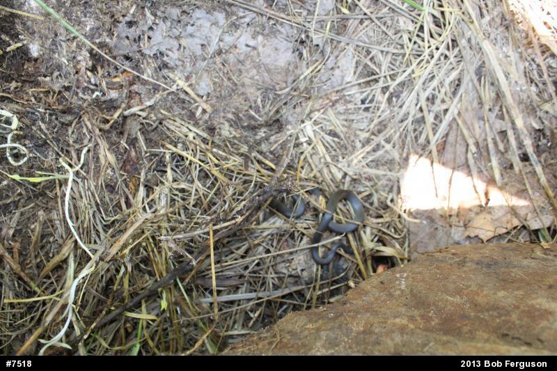 Northern Ring-necked Snake