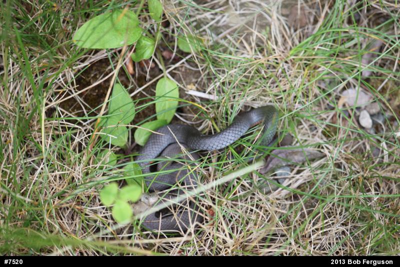 Northern Ring-necked Snake