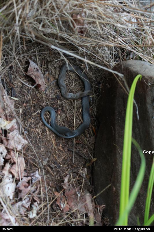 Northern Ring-necked Snake