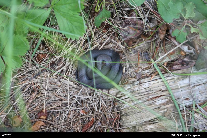 Northern Ring-necked Snake