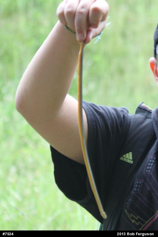 Northern Ring-necked Snake