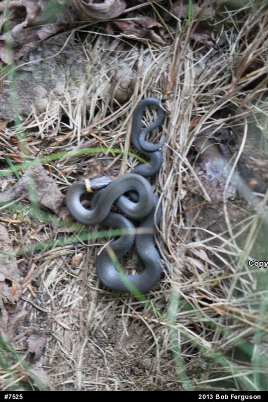 Northern Ring-necked Snake