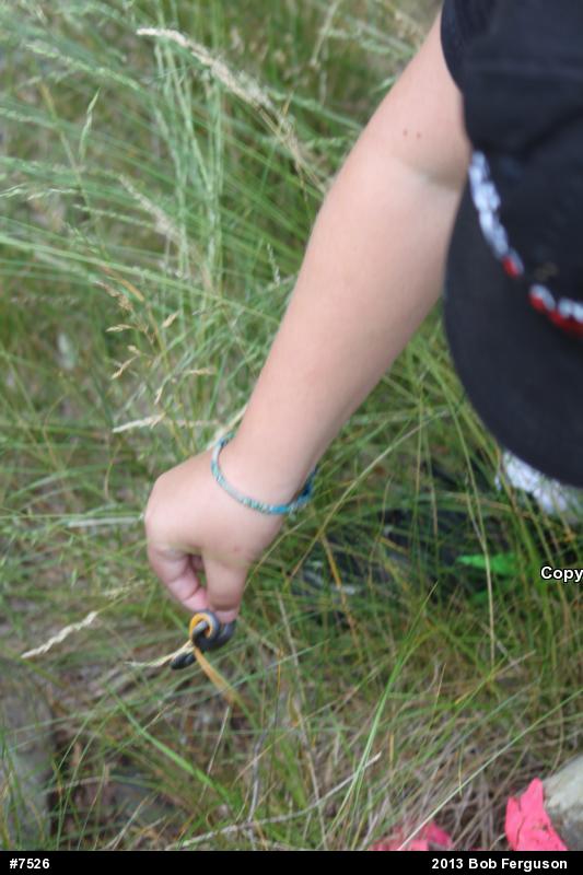 Northern Ring-necked Snake