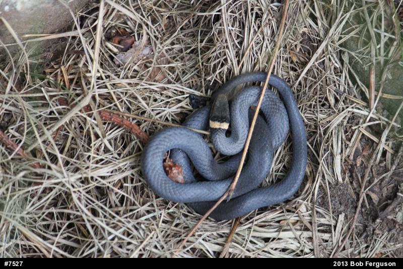 Northern Ring-necked Snake