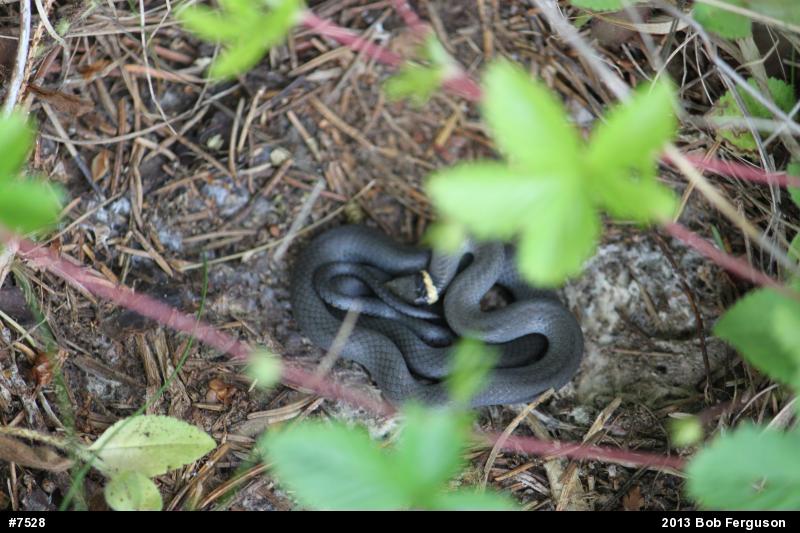 Northern Ring-necked Snake