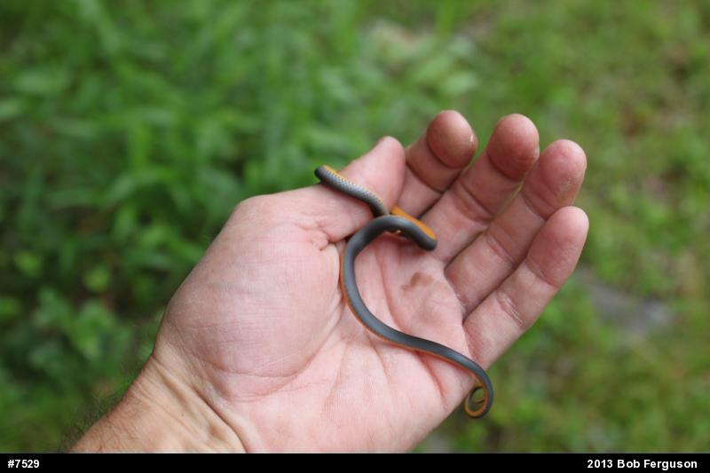 Northern Ring-necked Snake