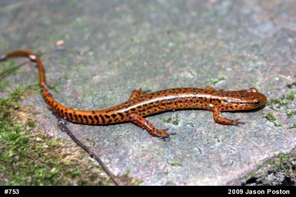 Eastern Long-tailed Salamander