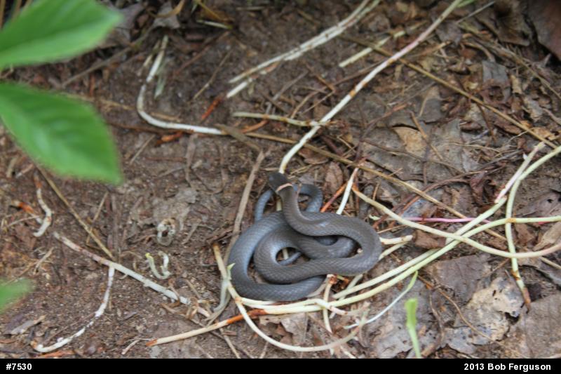 Northern Ring-necked Snake