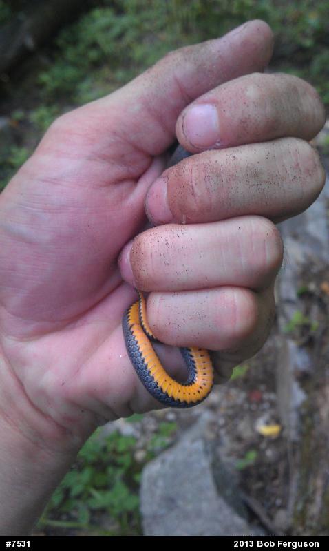 Northern Ring-necked Snake
