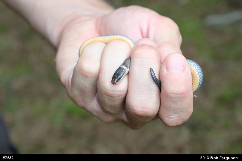 Northern Ring-necked Snake