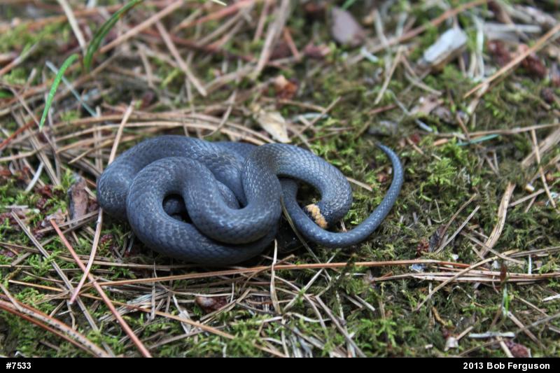 Northern Ring-necked Snake