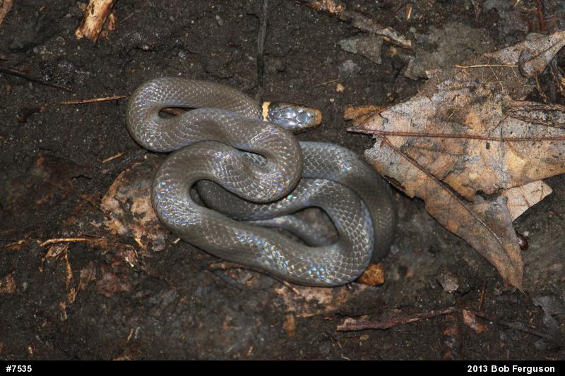 Northern Ring-necked Snake