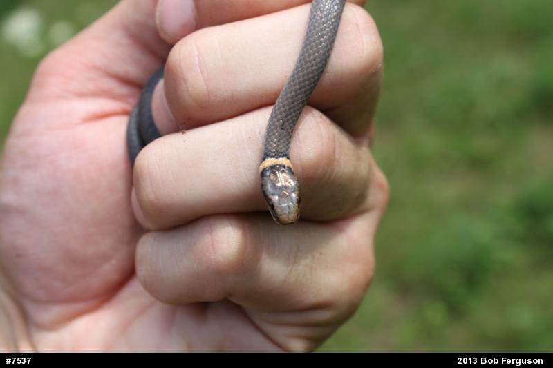 Northern Ring-necked Snake