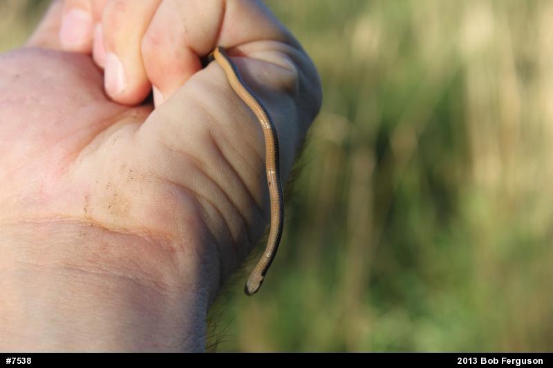 Northern Ring-necked Snake