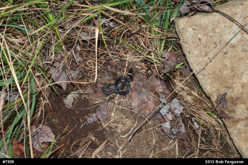 Northern Ring-necked Snake