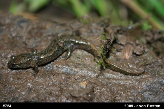 Northern Dusky Salamander