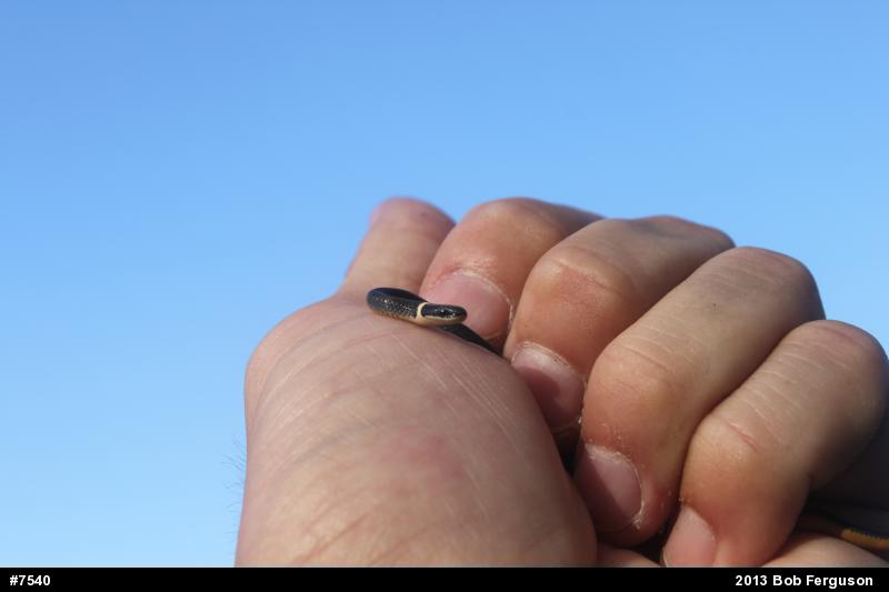 Northern Ring-necked Snake