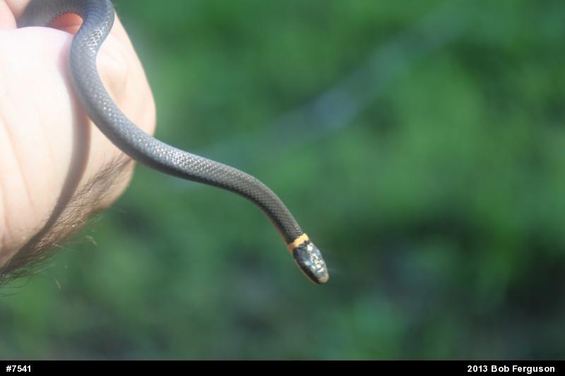Northern Ring-necked Snake