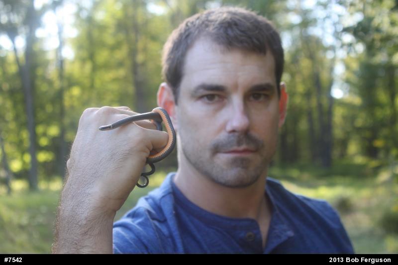 Northern Ring-necked Snake