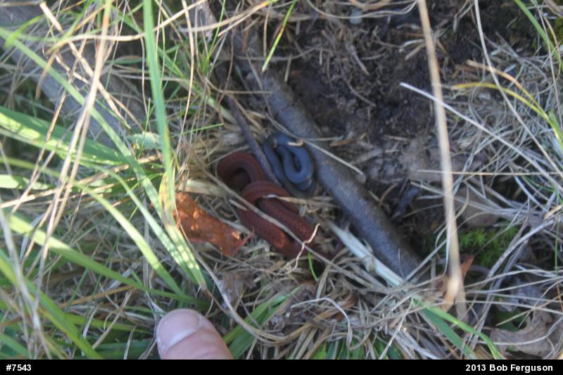 Northern Ring-necked Snake