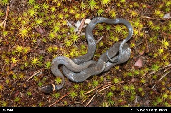 Northern Ring-necked Snake