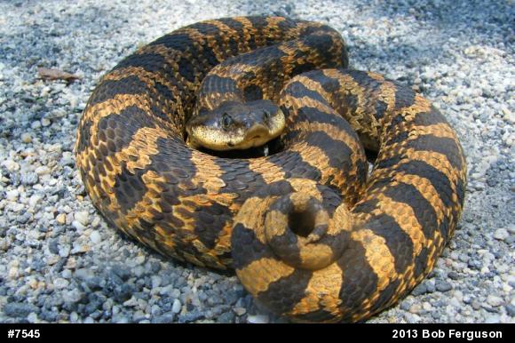 Eastern Hog-nosed Snake