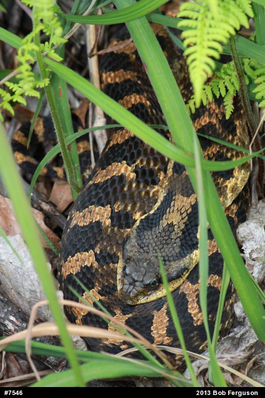 Eastern Hog-nosed Snake
