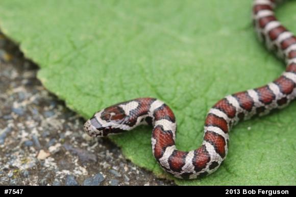 Eastern Milksnake