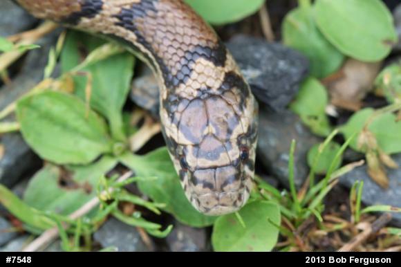 Eastern Milksnake