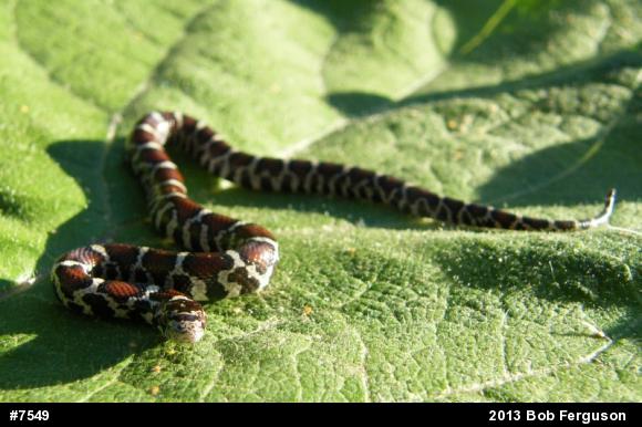 Eastern Milksnake