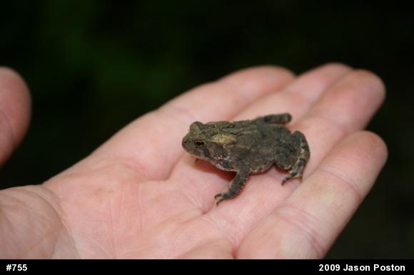 Eastern American Toad