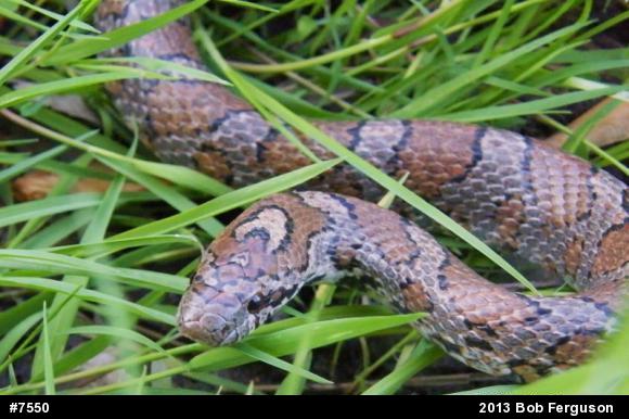 Eastern Milksnake