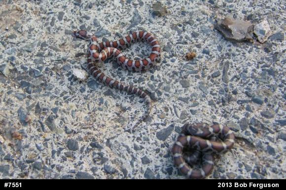 Eastern Milksnake