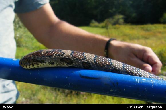 Eastern Milksnake