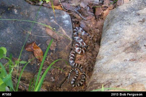 Eastern Milksnake