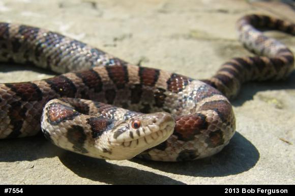 Eastern Milksnake