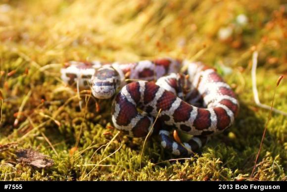 Eastern Milksnake