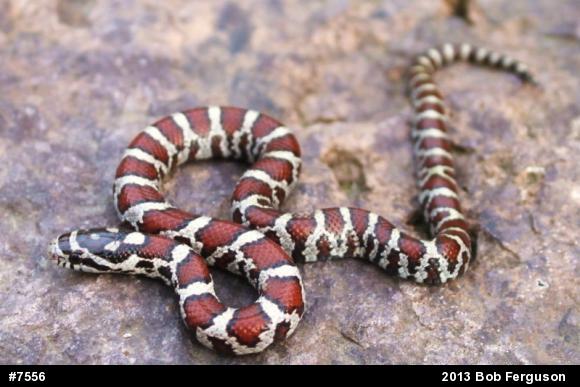 Eastern Milksnake