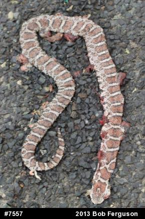 Eastern Milksnake