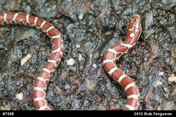 Eastern Milksnake