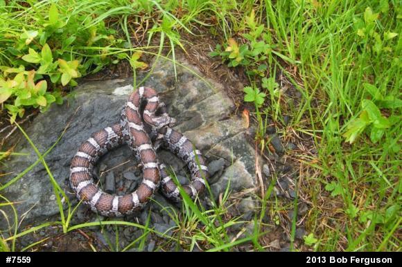 Eastern Milksnake