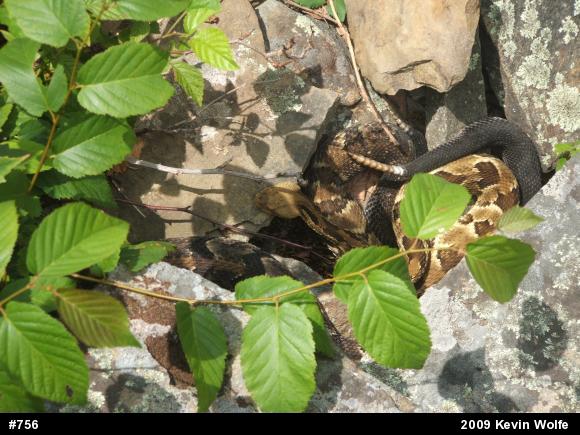 Timber Rattlesnake