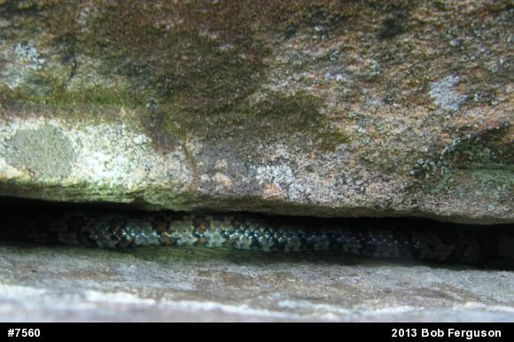 Eastern Milksnake