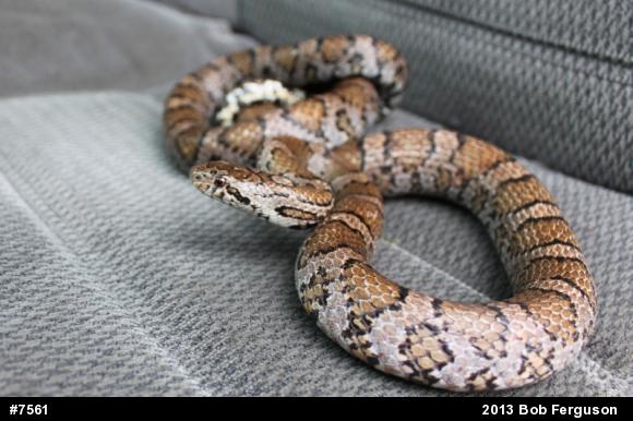 Eastern Milksnake