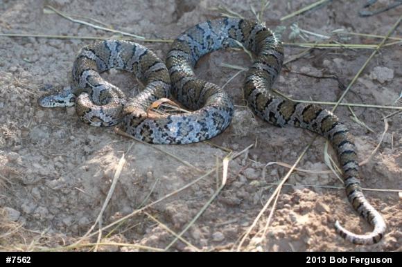 Eastern Milksnake