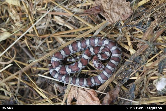 Eastern Milksnake