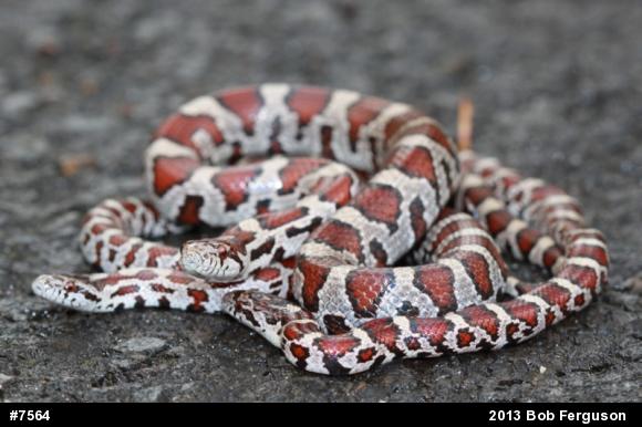 Eastern Milksnake
