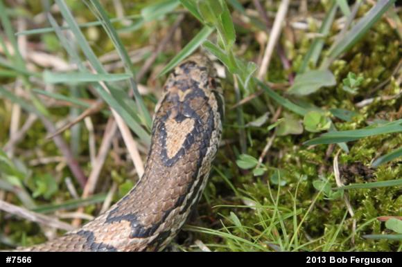 Eastern Milksnake